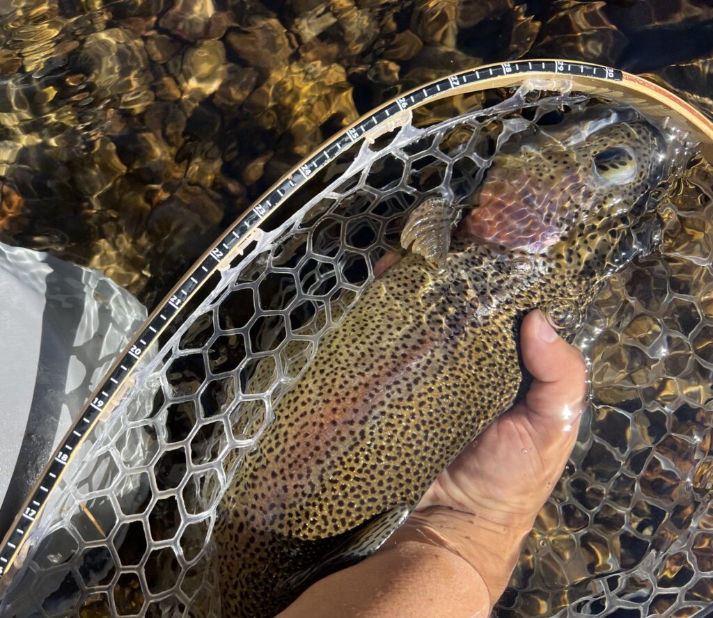 Rainbow trout in the net in the water